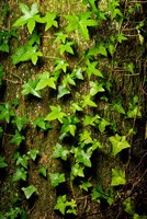 Red cedar English ivy, Stanley Park, British Columbia Fine Art Print