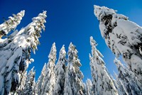 Snow-laden forest, Seymour Mountain, British Columbia Fine Art Print