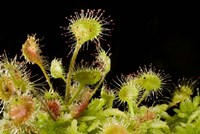 Sundew plant, Stanley Park, British Columbia Fine Art Print