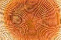 Tree rings, Stanley Park, British Columbia Fine Art Print