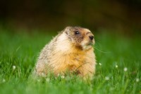 Yellow-bellied marmot, Stanley Park, British Columbia Fine Art Print