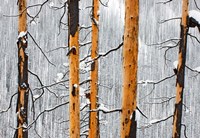 Forest fire, Winter, Kootenay NP, British Columbia Fine Art Print
