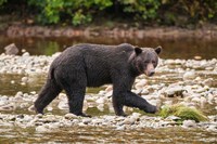 Grizzly bear fishing for salmon in Great Bear Rainforest, Canada Fine Art Print