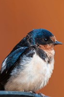 Barn swallow, Great Bear Rainforest, British Columbia, Canada Fine Art Print