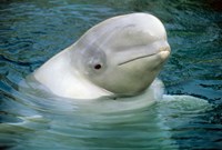 Beluga Whale, Beluga whale, Vancouver Aquarium Fine Art Print