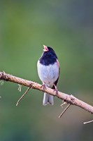 British Columbia, Dark-eyed Junco bird, singing Fine Art Print