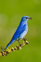 British Columbia, Mountain Bluebird with caterpillars Fine Art Print