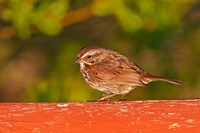 British Columbia, Song Sparrow bird, bridge raining Fine Art Print