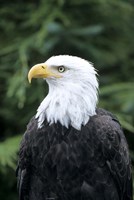 Bald eagle, British Columbia, Canada Fine Art Print