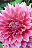 Dahlia flower, Butchart Gardens, British Columbia Fine Art Print