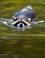 Common Raccoon, Stanley Park, British Columbia Fine Art Print