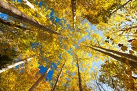 Aspens on the Canon Brook Trail Fine Art Print