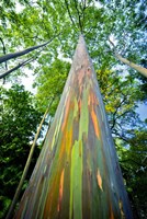 Painted Eucalyptus Fine Art Print