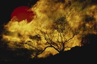 Composite of a Lone tree, Burning Fire, and Red Sun Fine Art Print