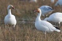 British Columbia, Westham Island, Snow Goose bird by Rick A Brown - various sizes