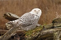 Canada, British Columbia, Boundary Bay, Snowy Owl by Rick A Brown - various sizes