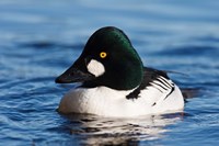 Common Goldeneye Drake, Vancouver, British Columbia, Canada by Rick A Brown - various sizes