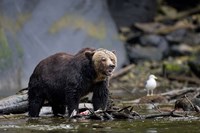 Canada, British Columbia Grizzly bear eating salmon Fine Art Print