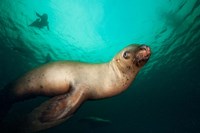 British Columbia, Hornby Island, Steller's Sea Lions Fine Art Print