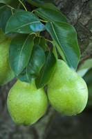 Bartlett Pear, Okanagan Valley, British Columbia, Canada, Na Fine Art Print