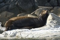 Sea Lions, Batley Island, Pacific Rim, British Columbia Fine Art Print