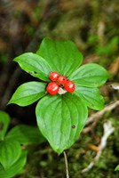 Temperate Rainforest Berries, Bramham, British Columbia Fine Art Print