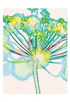 Pop Dandelion Fine Art Print