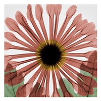 13" x 13" Chrysanthemum Art