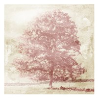13" x 13" Tree Photography