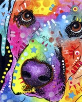 Closeup Labrador Fine Art Print