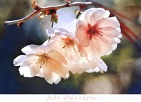 Cherry Blossom 1 Fine Art Print