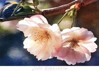 Cherry Blossom 2 Fine Art Print