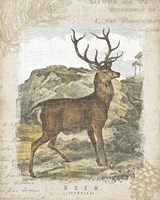 Woodland Stag I Fine Art Print