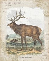 Woodland Stag II Fine Art Print