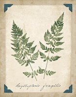 Vintage Ferns VII Fine Art Print