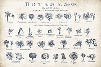 Botany Tab VIII Indigo and White Fine Art Print