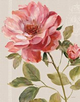 Harmonious Rose Linen Fine Art Print