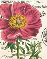 Peony Botany Fine Art Print