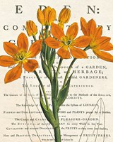 Euphorbia Botany Framed Print