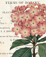 Bicolor Phlox Botany Fine Art Print