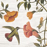 Vintage Hummingbird II Fine Art Print