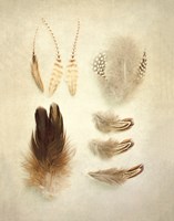 Feathers II Fine Art Print