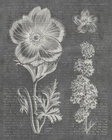 Eden Spring I Gray Fine Art Print