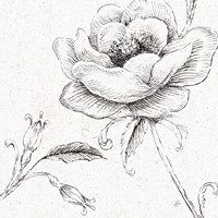 Blossom Sketches II Fine Art Print