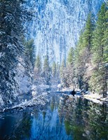 Winter trees along Merced River, Yosemite Valley, Yosemite National Park, California by Scott T. Smith - various sizes