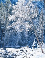 Snow covered trees along Merced River, Yosemite Valley, Yosemite National Park, California by Scott T. Smith - various sizes