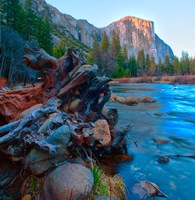 Tree roots in Merced River in the Yosemite Valley by Anna Miller - various sizes
