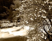 Pacific Dogwood tree over the Merced River, Yosemite National Park, California by Adam Jones - various sizes