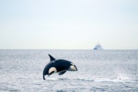 Canada, BC, Sydney, Strait of Georgia Killer whale breaching Fine Art Print