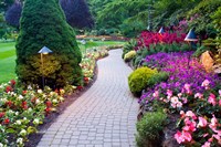 Path and Flower Beds in Butchart Gardens, Victoria, British Columbia, Canada Fine Art Print